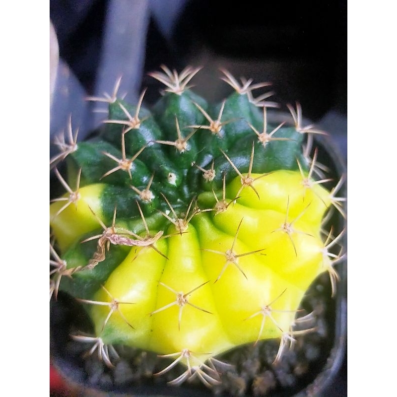 Miha hybrid variegata