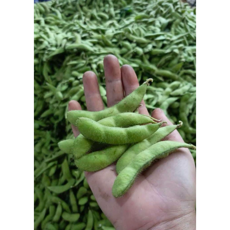 

KACANG EDAMAME || KACANG JEPANG FRESH BERKUALITAS 1Kg