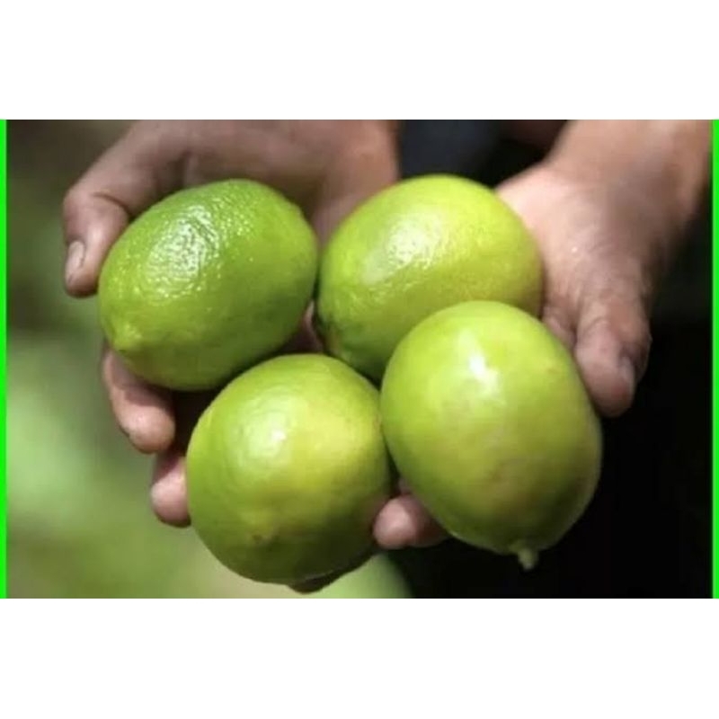 

JERUK LEMON CALIFORNIA SEGAR/1 KG ISI 5-8 BUAH