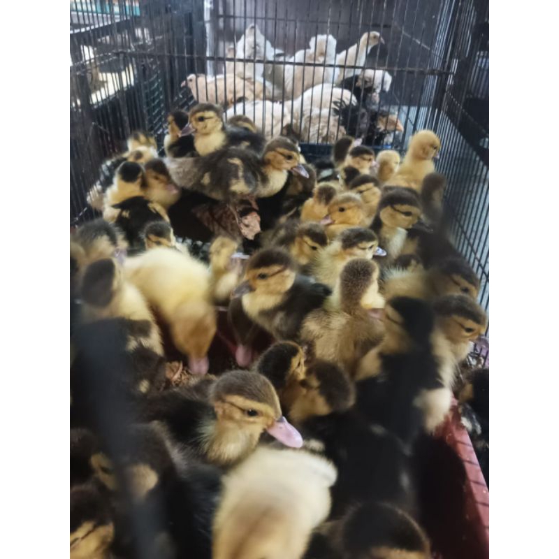 entok kecil - bibit entok - entok asli - entok