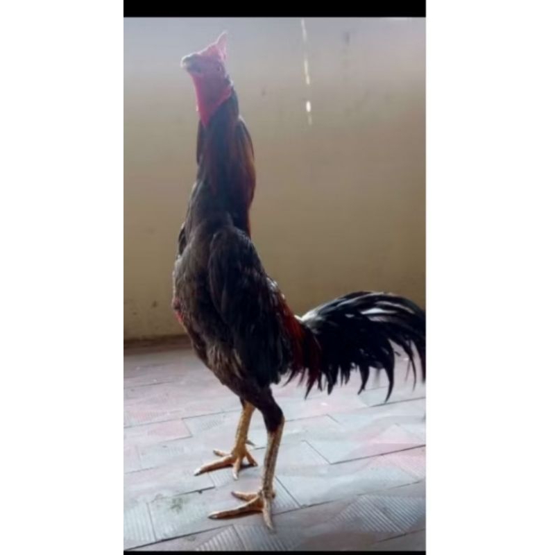 ayam Bangkok jantan siap taruh