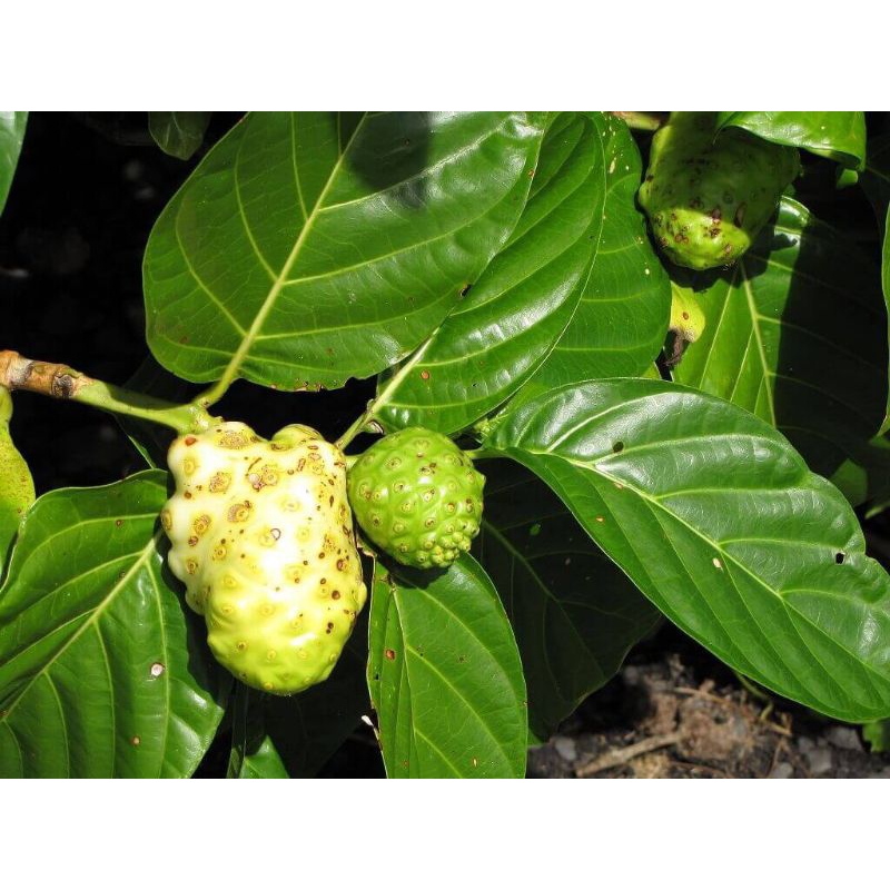 

jual buah mengkudu 1kg