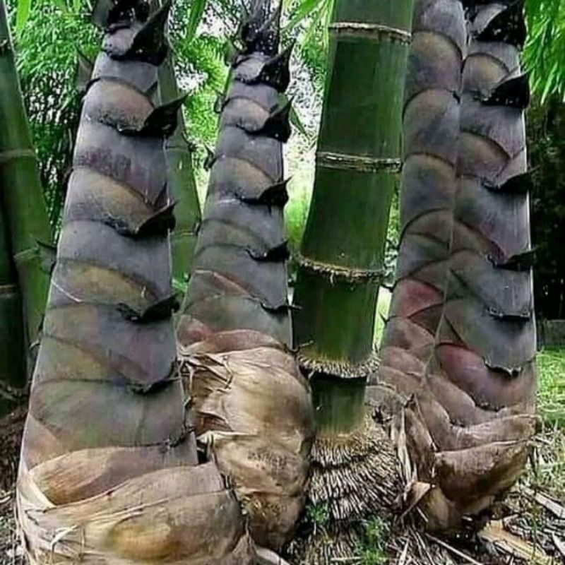 

jual rebung/bambu muda 1kg