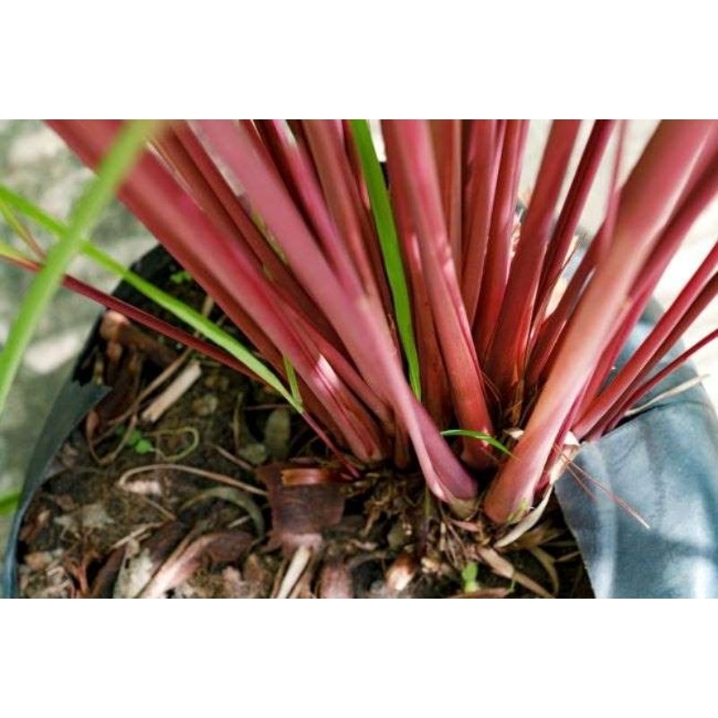 

(BISA JOD)Sereh Wangi/Sereh -Serai Merah Murah