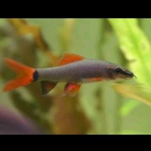 

HIASAN AQUARIUM/RED FIN HIJAU UKURAN 4 -5 CM