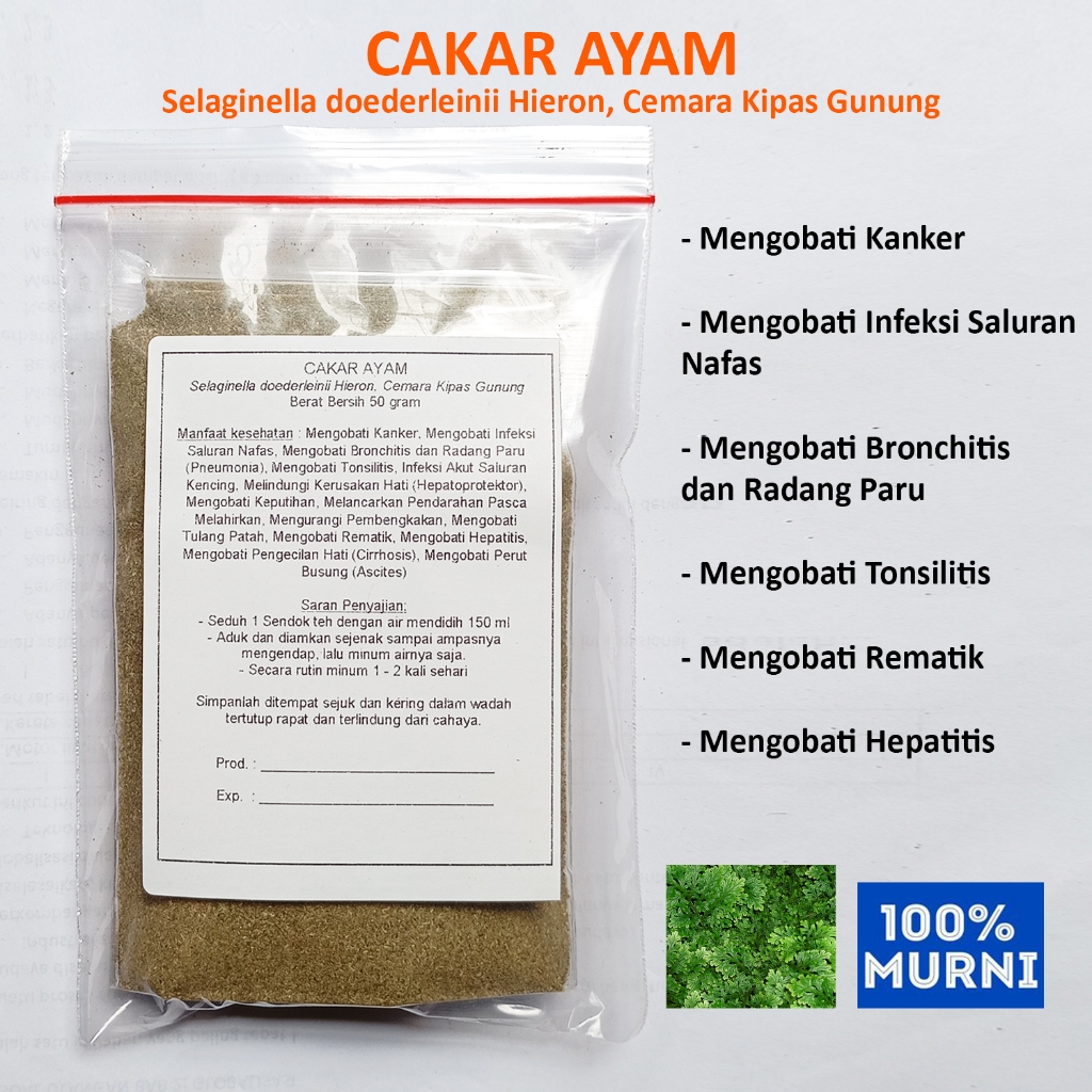 

CAKAR AYAM Seduh Serbuk Bubuk Herbal Brochitis Radang Paru Hepatitis Tulang Patah Tonsilitis Keputihan