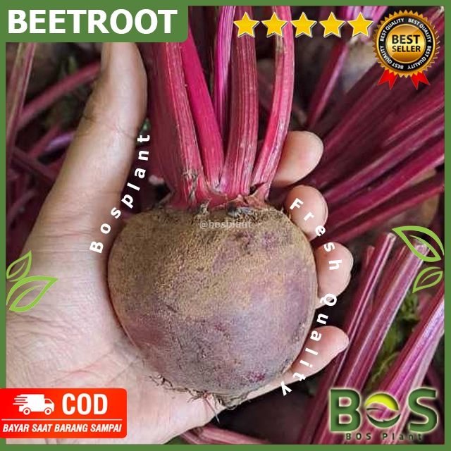 

Bosplant - Buah Beatroot Segar | Bitroot 500gram Beetroot Segar