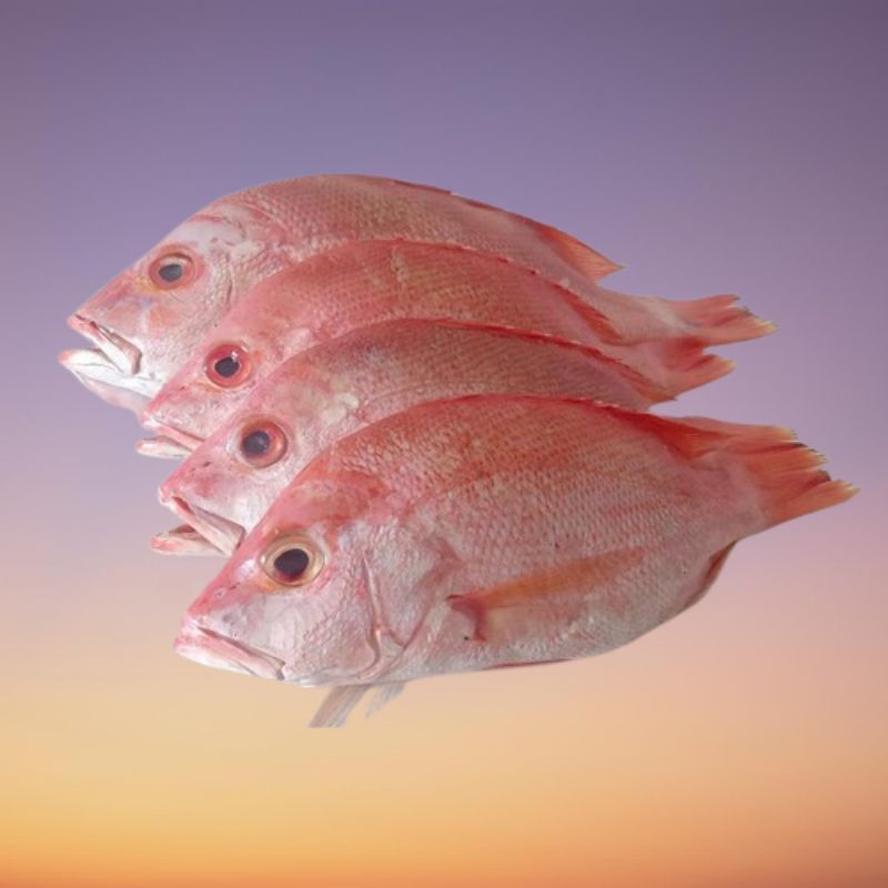 

( 1 KG ) IKAN KAKAP SEGAR