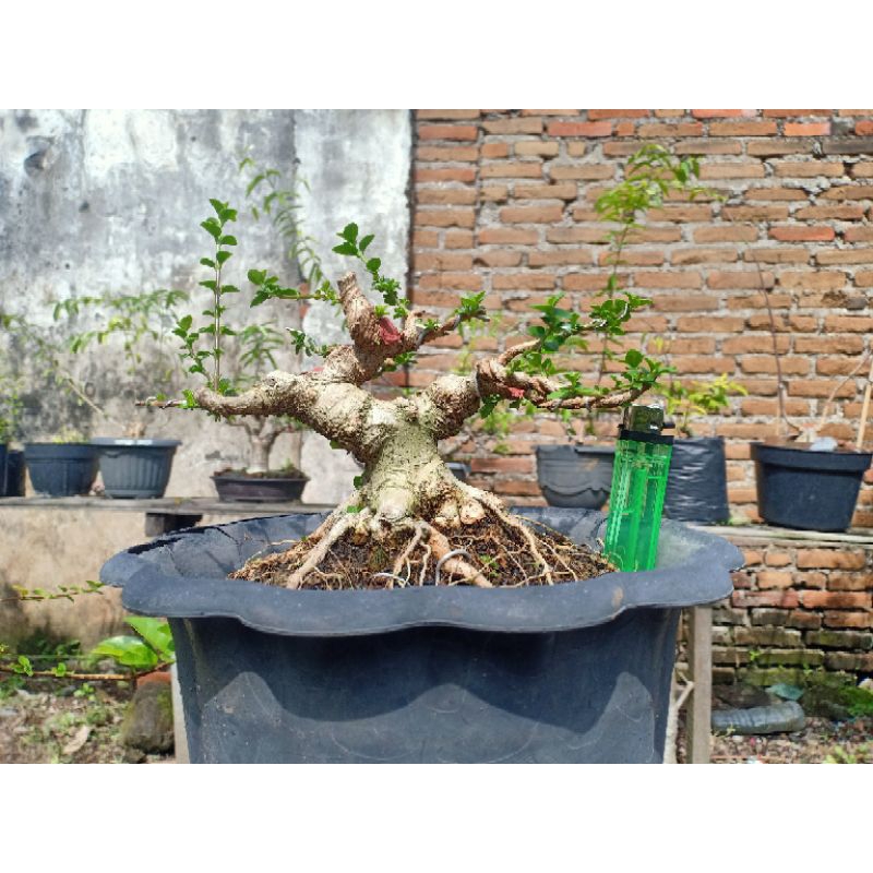 Bonsai Sancang Mame Prospek "Spek Kontes"