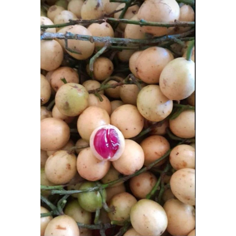 

BUAH MENTENG/KEMUNDUNG MERAH/BENCOY SEGER 1KG