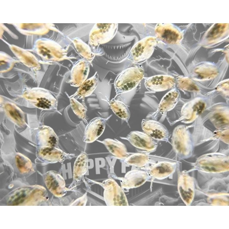 HFB Daphnia Magna Kutu Air Besar Raksasa Hidup Segar untuk Pakan Guppy Ikan Hias Udang Pakan Alami B