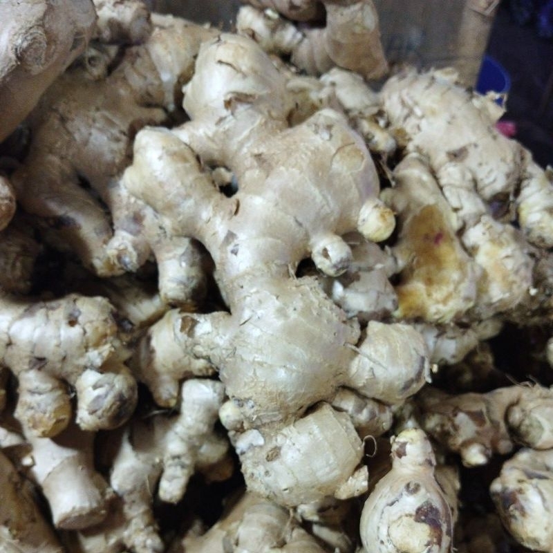 

jahe putih jahe gajah
