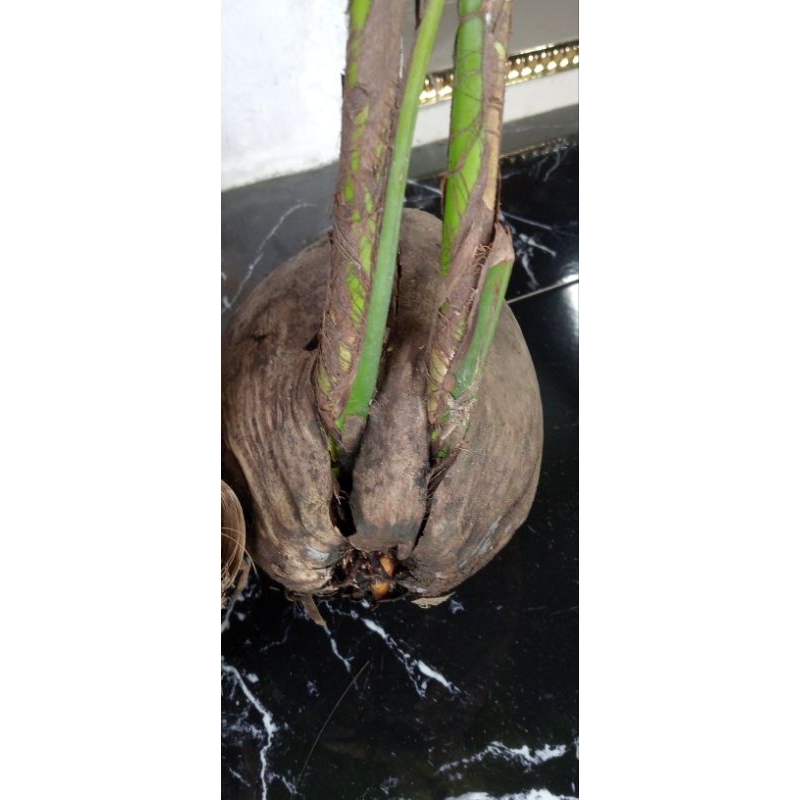 bibit kelapa kembar / cabang 2 bahan bonsai/ tanam