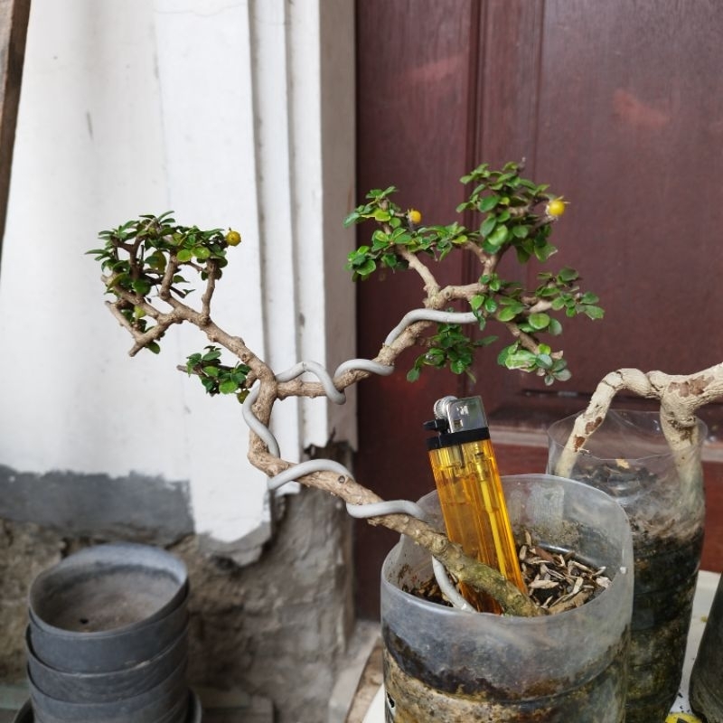 Bonsai 5pohon Sakura Mikro & Hokianti