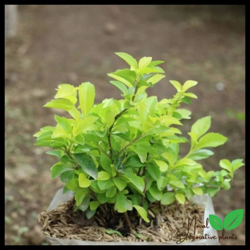 Bibit bonsai legitstrum kuning - tanaman bonsai - tanaman outdor