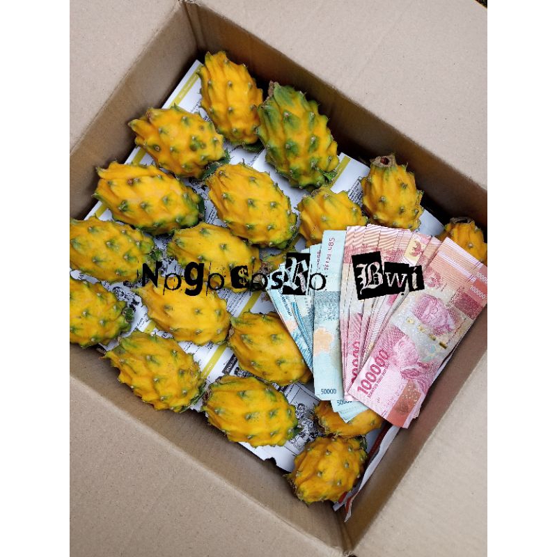 

Buah naga kuning palora equador per buah (1pcs)