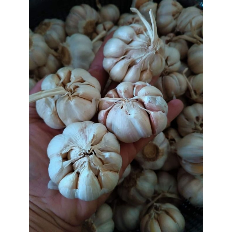 

Bawang Putih Sico Bersih