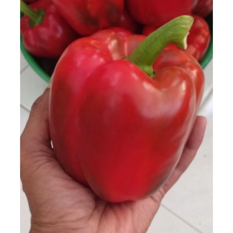 

Organics Red Bell Pepper / Paprika Merah Organik