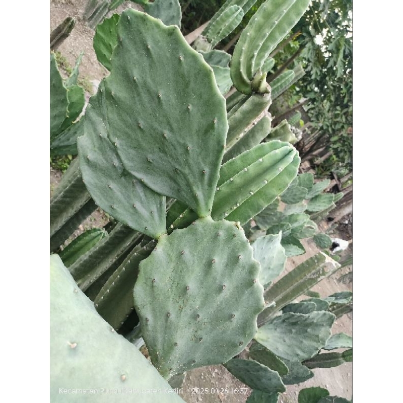 kaktus opuntia gomei cabang
