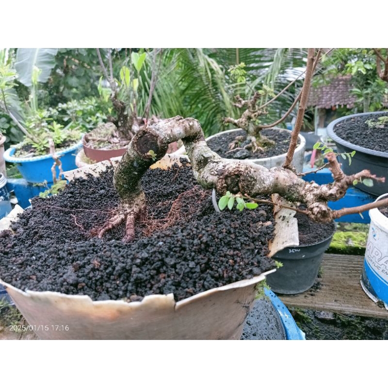bonsai ileng-ileng