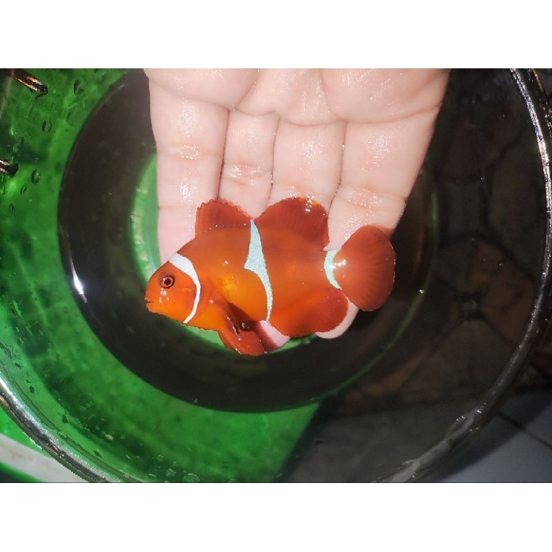 ikan hias laut balong clownfish ikan Balong