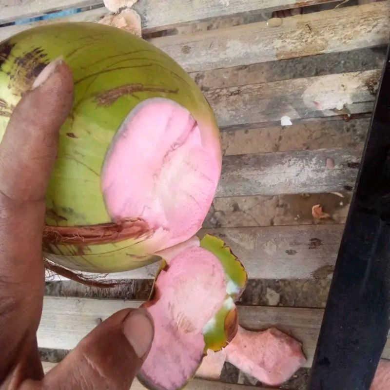 

kelapa ijo asli100%