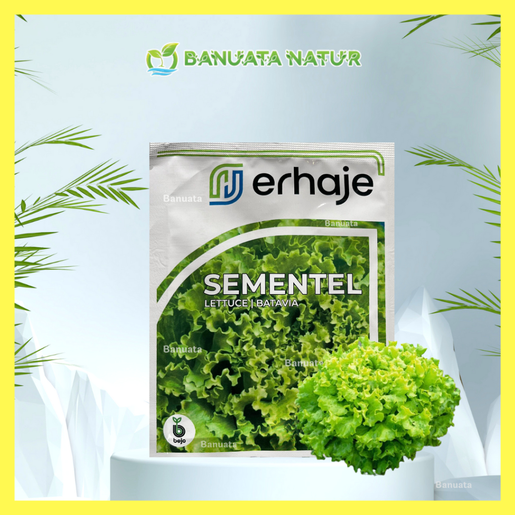 Benih Bibit Selada Sementel Bejo (1000 Pill) - Benih Bejo Berkualitas Banuata