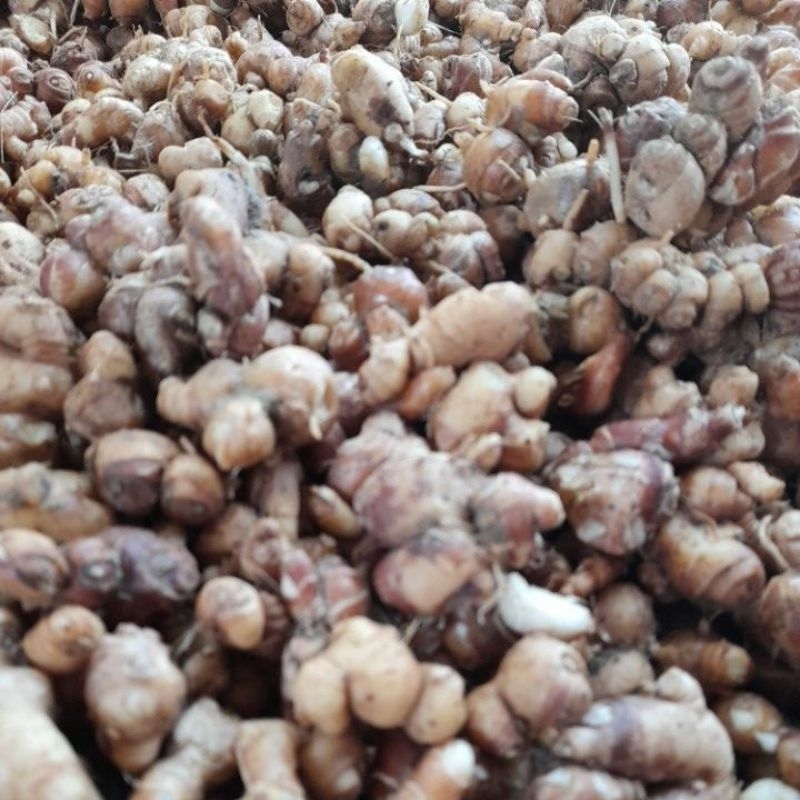 

kencur fresh 250 grm