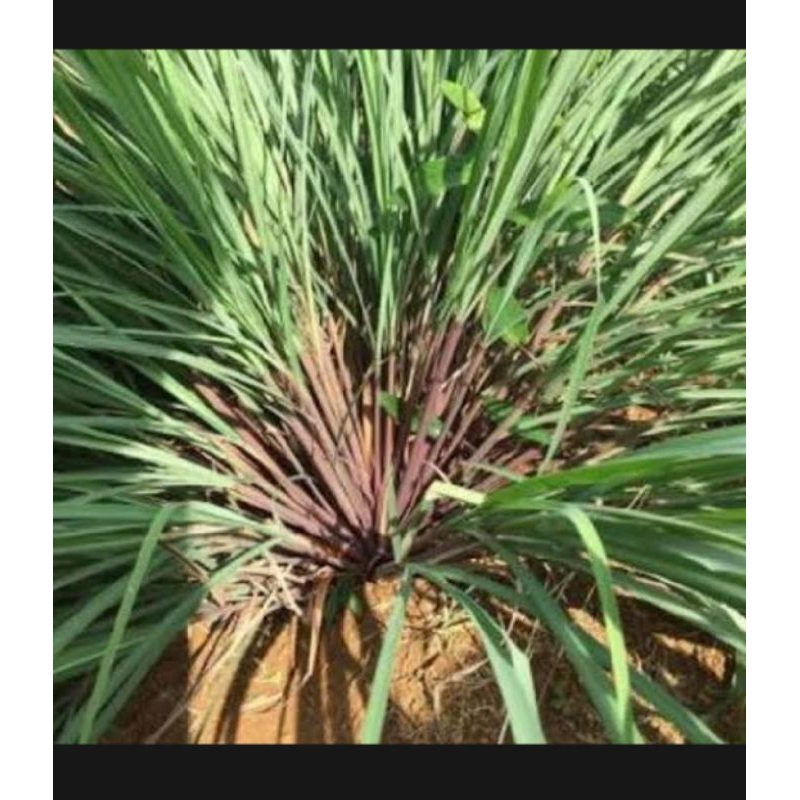 

500gr sereh wangi/sereh merah /obat herbal