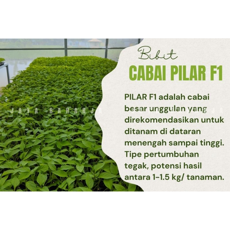 Bibit cabai pilar f1 Tanaman cabai cabai pilar pilar f1 cabe cabai besar cabai merah cabai besar ung