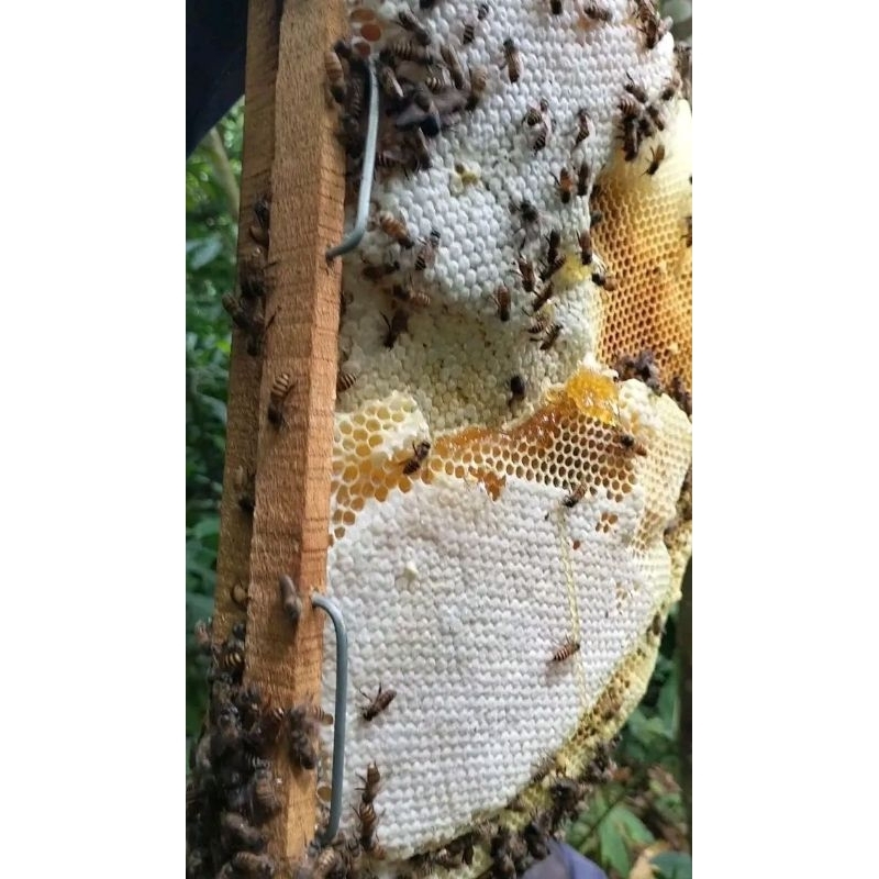 

Madu Murni 1 kg ( Madu Saja )
