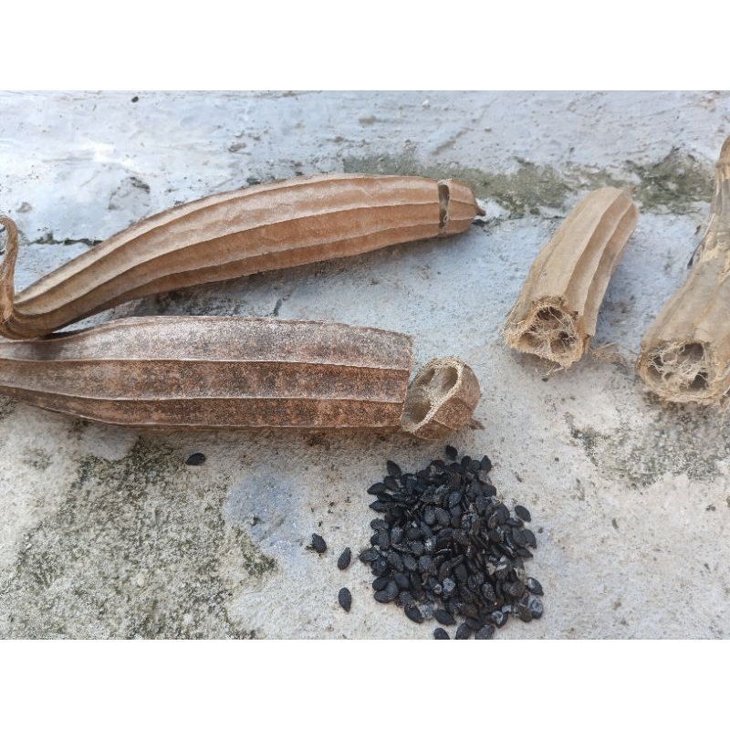 

bibit (benih)blutru /gambas/oyong 50 biji