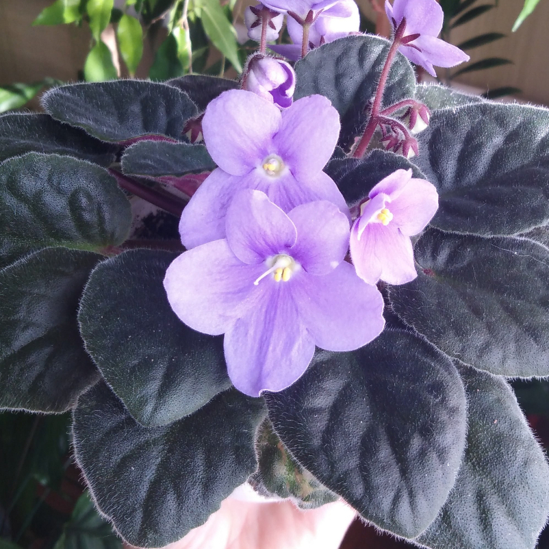 Violces: African Violet Keren untuk Tamanmu