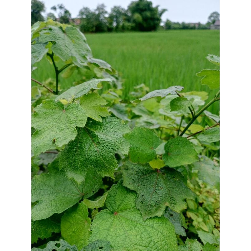 

daun pungpurutan/pulutan segar. petik langsung 1kg