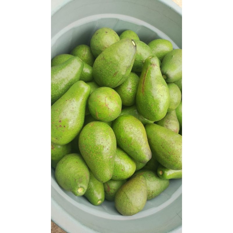 

1 KG Alpukat Mentega Isi 3 - 4 / Kg