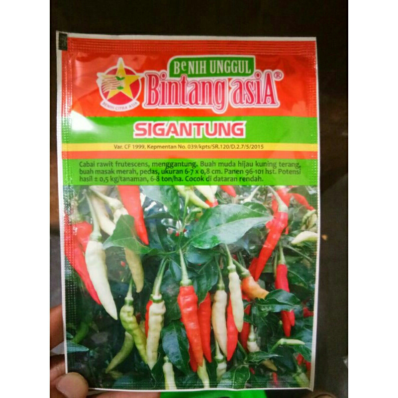 BENIH CABE SETAN SIGANTUNG BINTANG ASIA UK 10GR