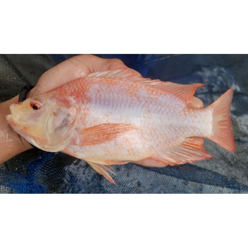 ikan nila merah hidup 1 kg