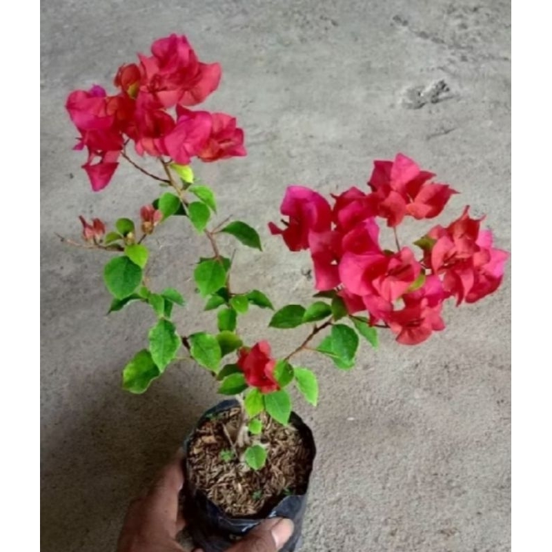 Bibit tanaman hias bougenville merah cabe