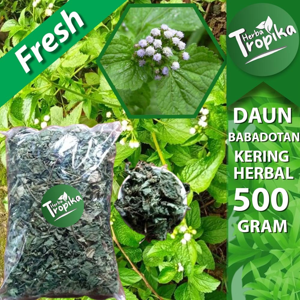 

Daun babadotan Kering 500 gram herbal alami herba tropika