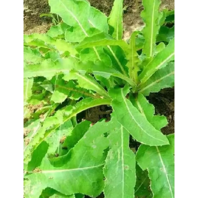 

Daun tempuyung segar 1kg