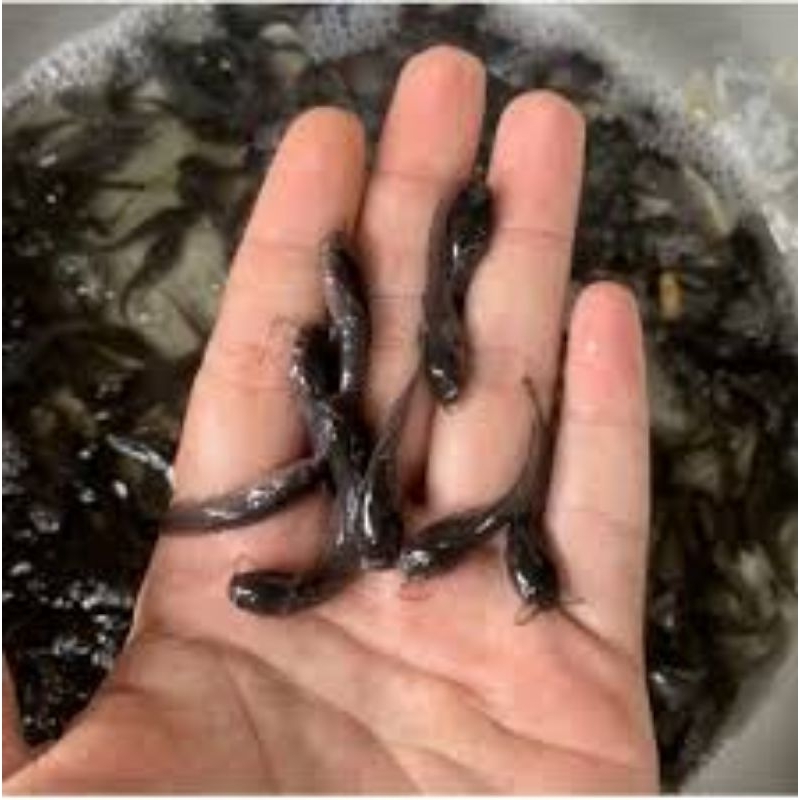 bibit lele size 23 isi 1000