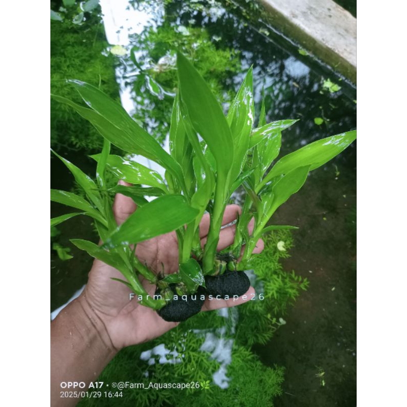 bambu hoki-bambu air tanaman Aquascape hiasan akuarium