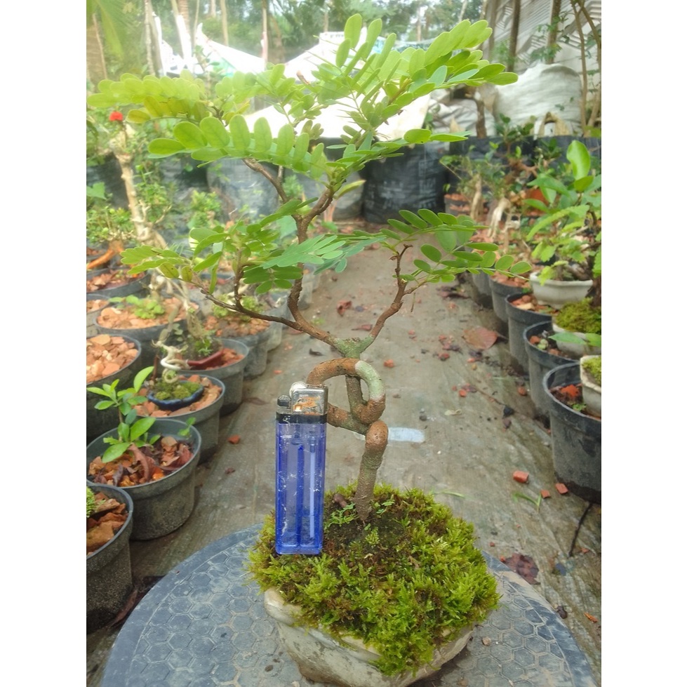 Bonsai asem jawa liuk unik siap pajang