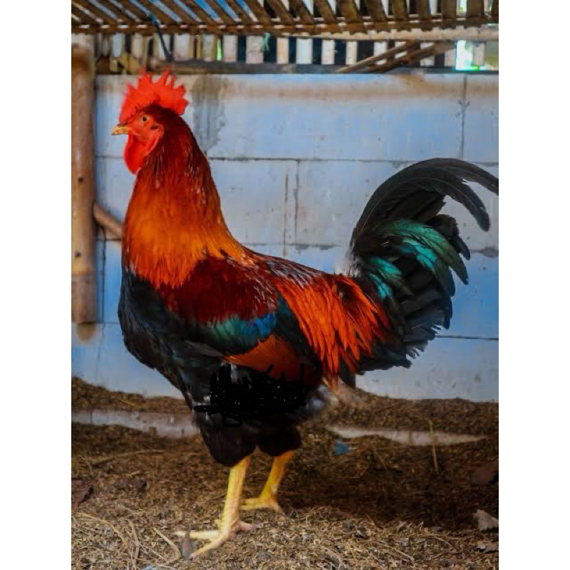 

TELUR TETAS AYAM YUDISTIRA AKY PS UNTUK DI TETASKAN