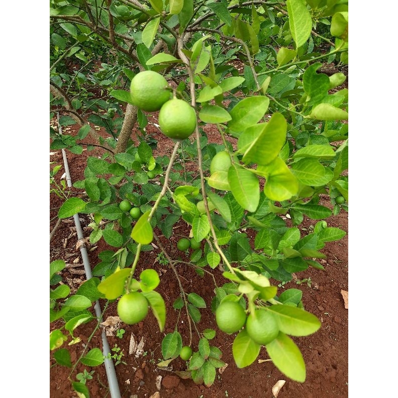 

jeruk nipis 2kg (isi besar kecil) PETIK SETIAP HARI