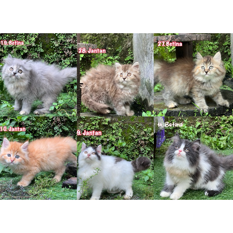 kucing british shorthair scottish fold munchkin mainecoon