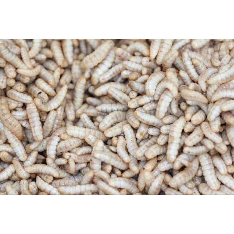 MAGGOT HIDUP 1KG PAKAN BURUNG IKAN PREDATOR AYAM BURUNG KENARI BURUNG KICAU PROTEIN TINGGI IKAN CHAN
