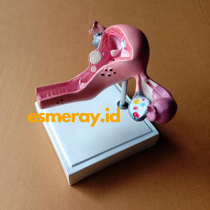 Anatomi Model Uterus-Ovary/Phantom/Manikin/Manekin Model Ovarium/Sistem Reproduksi Wanita/Rahim