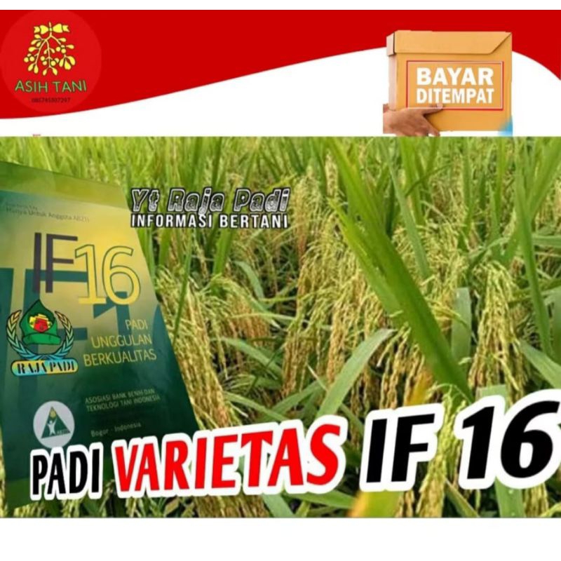 Benih bibit padi unggul IF 16 / bibit unggul bobot 1kg