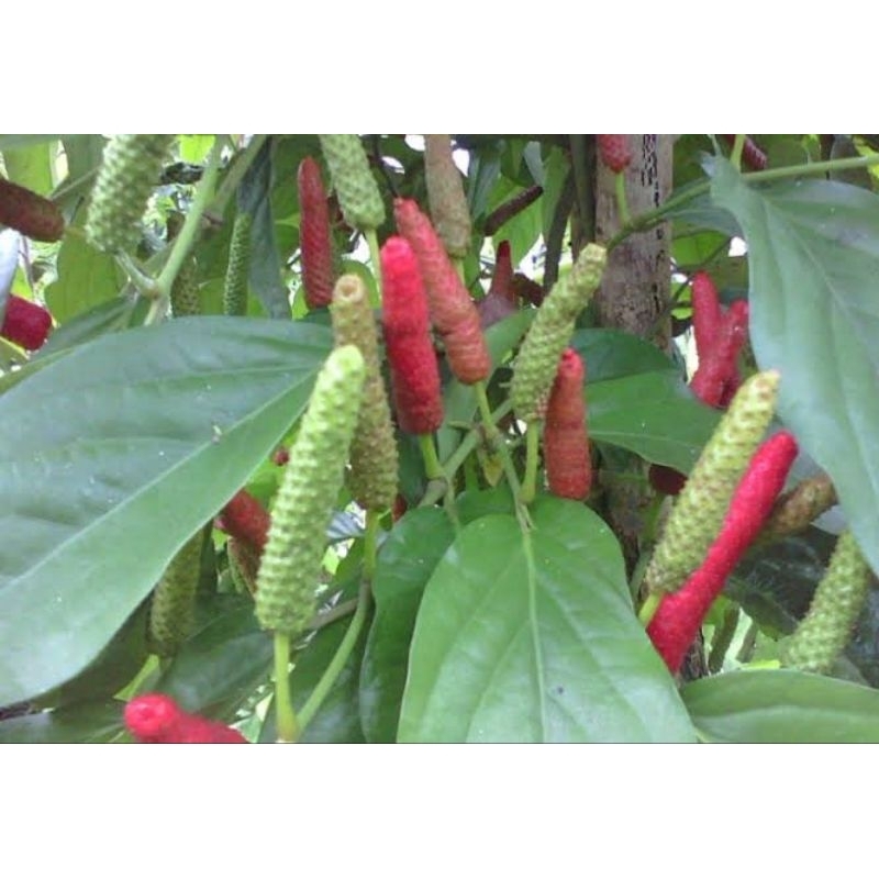 

bergaransi cabe jamu lokal madura super sulur atas cepat berbuah